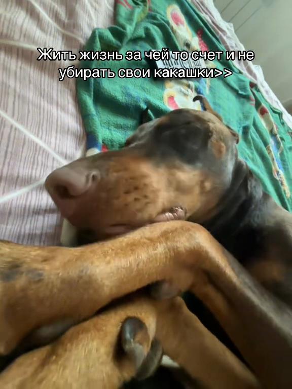 @ereeey_big.dog