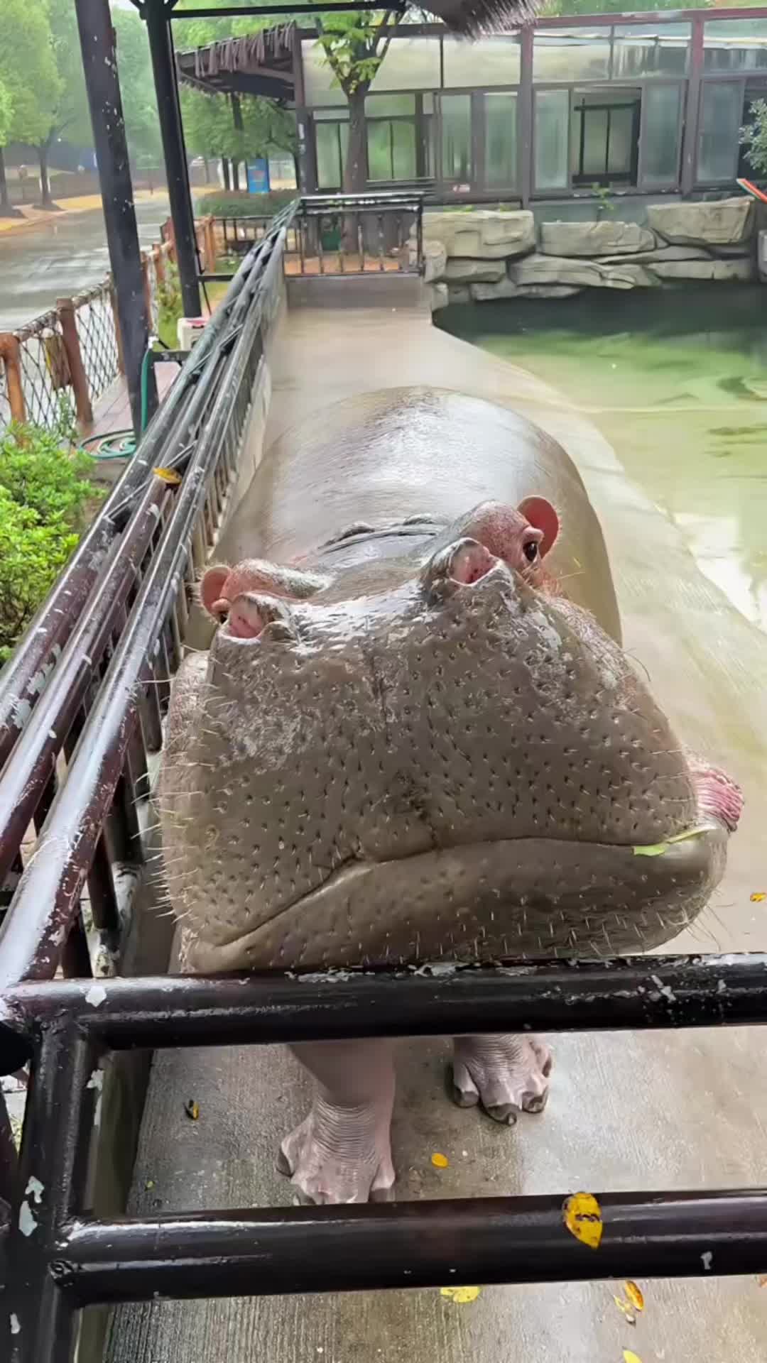 @Hippo