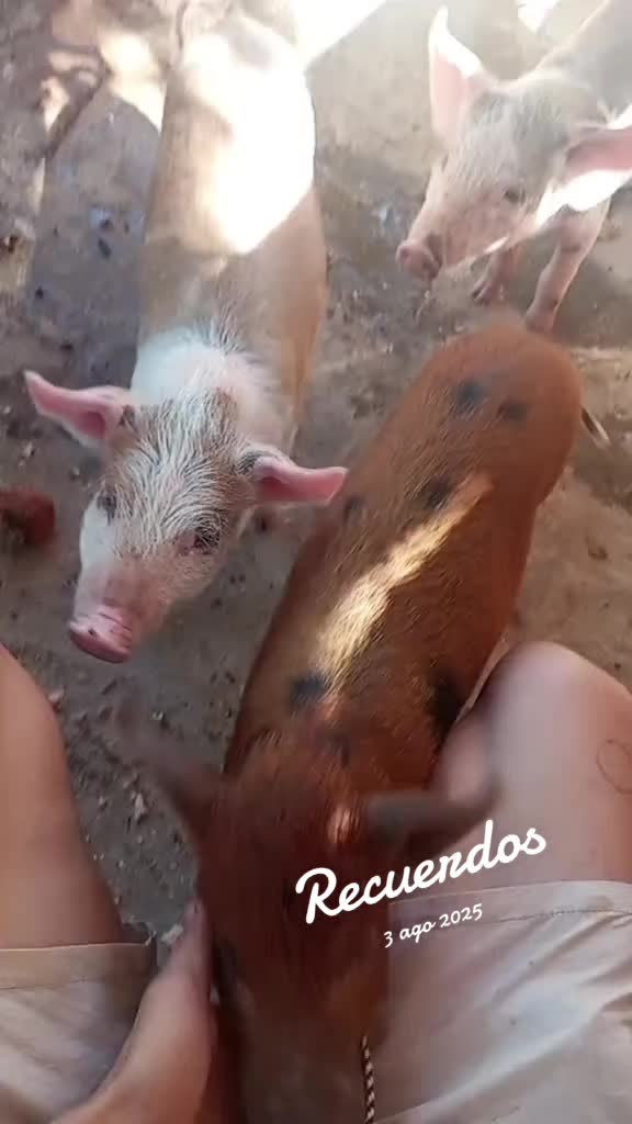 @bellakoNato...