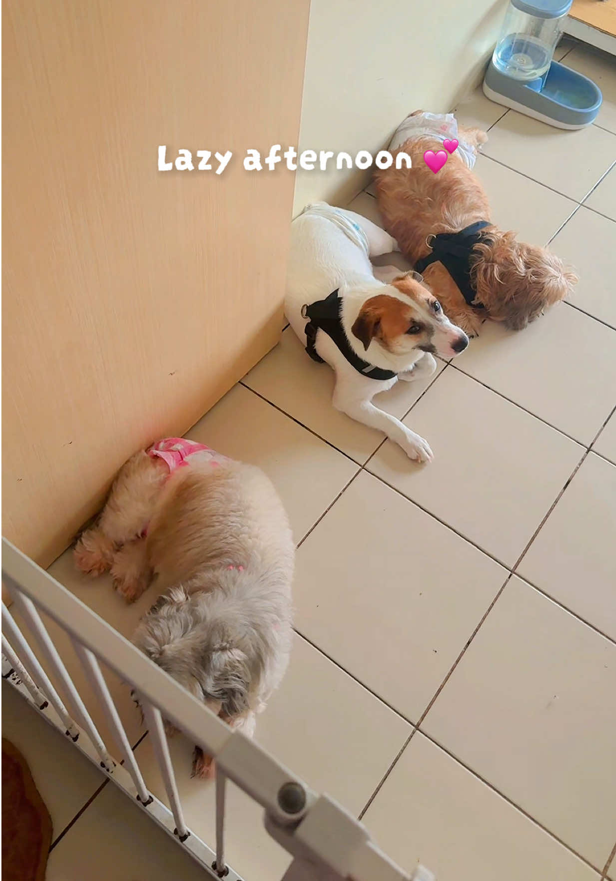 @The Fibibi Paws- Pet Sitting