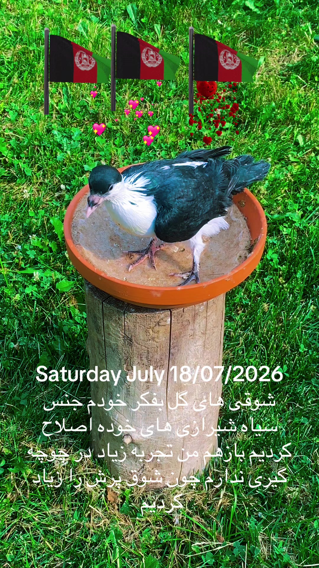 @Naweed Qiyami🇨🇦🇦🇫
