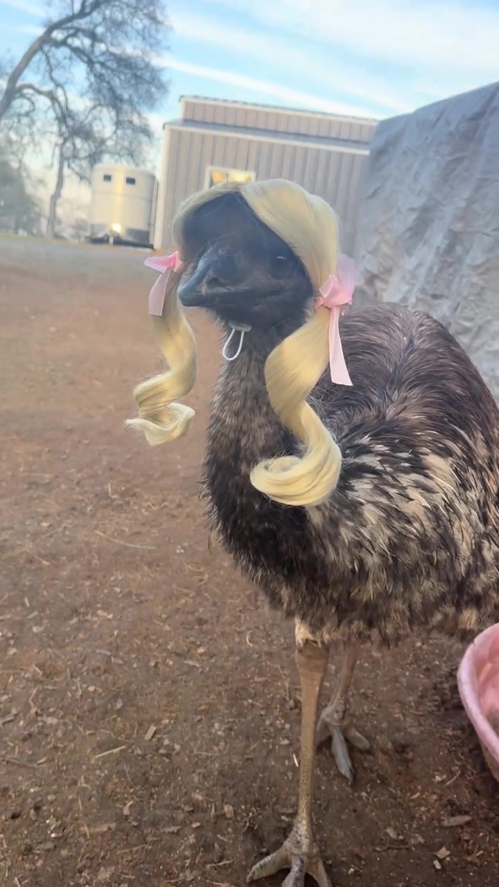 @auraful_animals