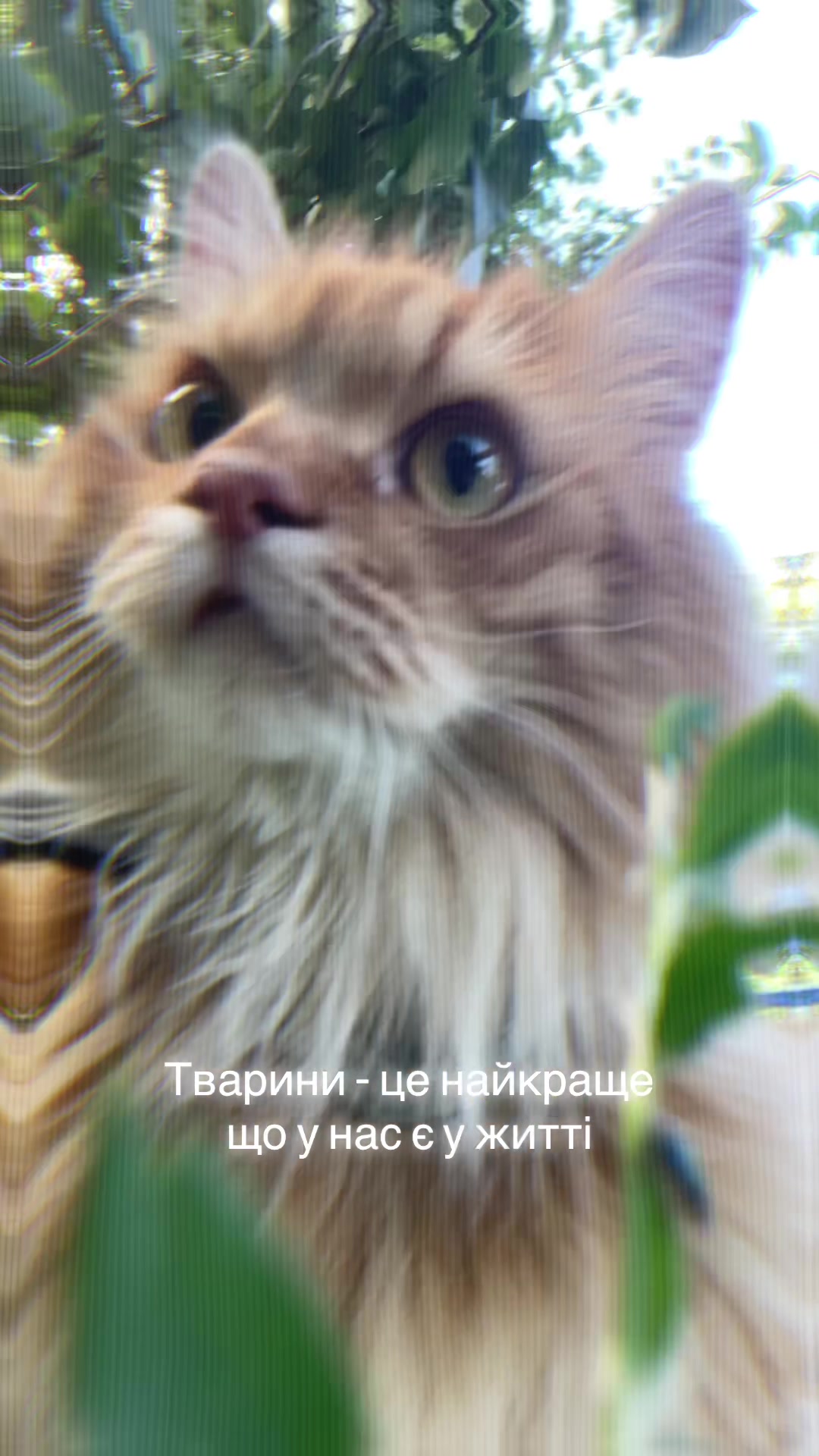@@belirinka