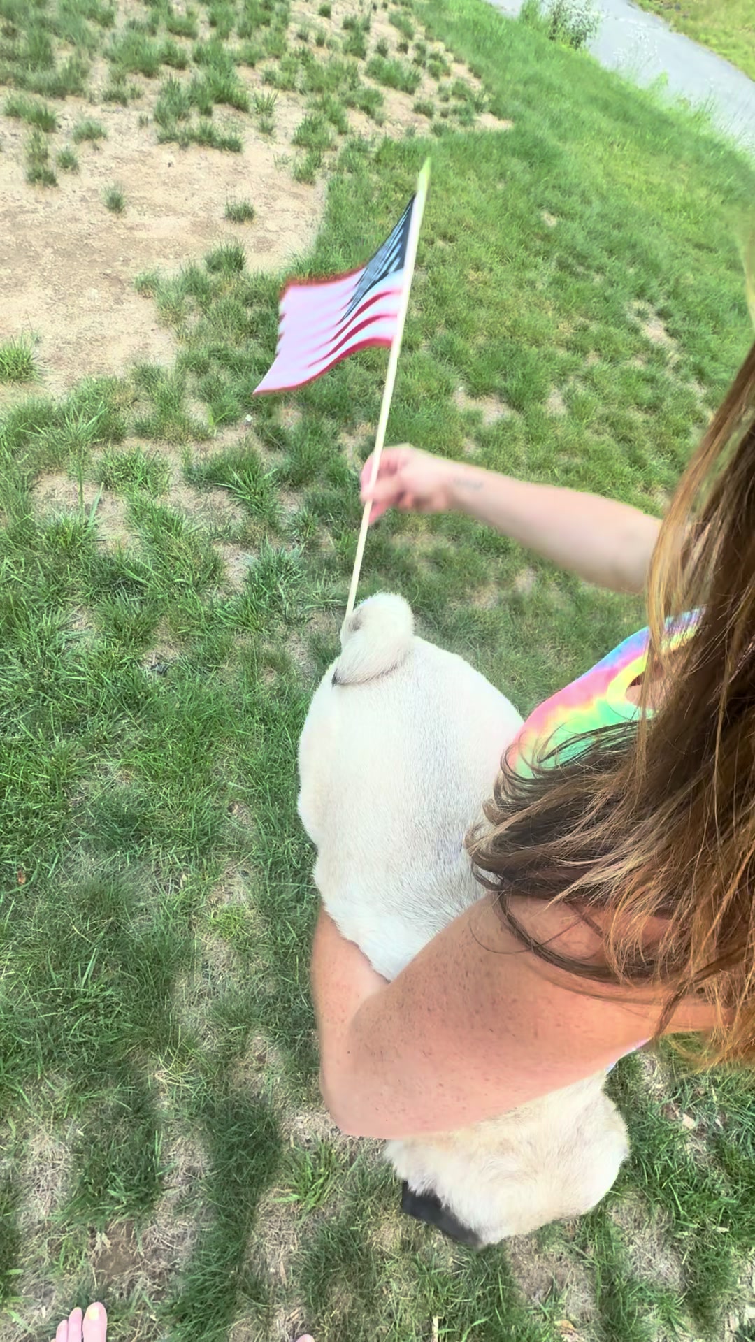@PEARL - Quadruple-Amputee Pug