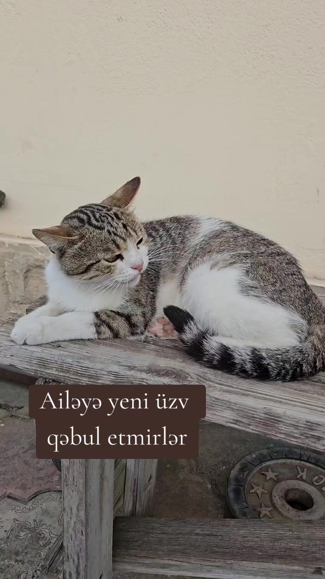 @Könül Şahin
