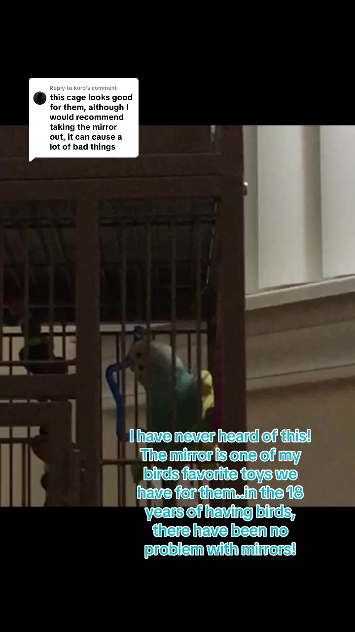 @The budgie trio