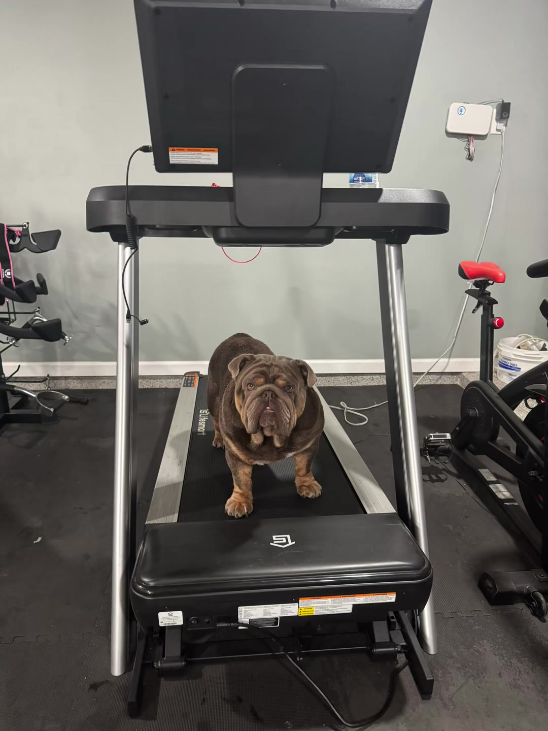 @RawlsTheBulldog