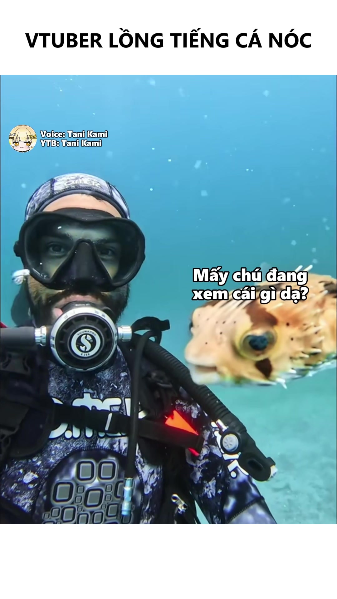 @Tani Kami 🐹