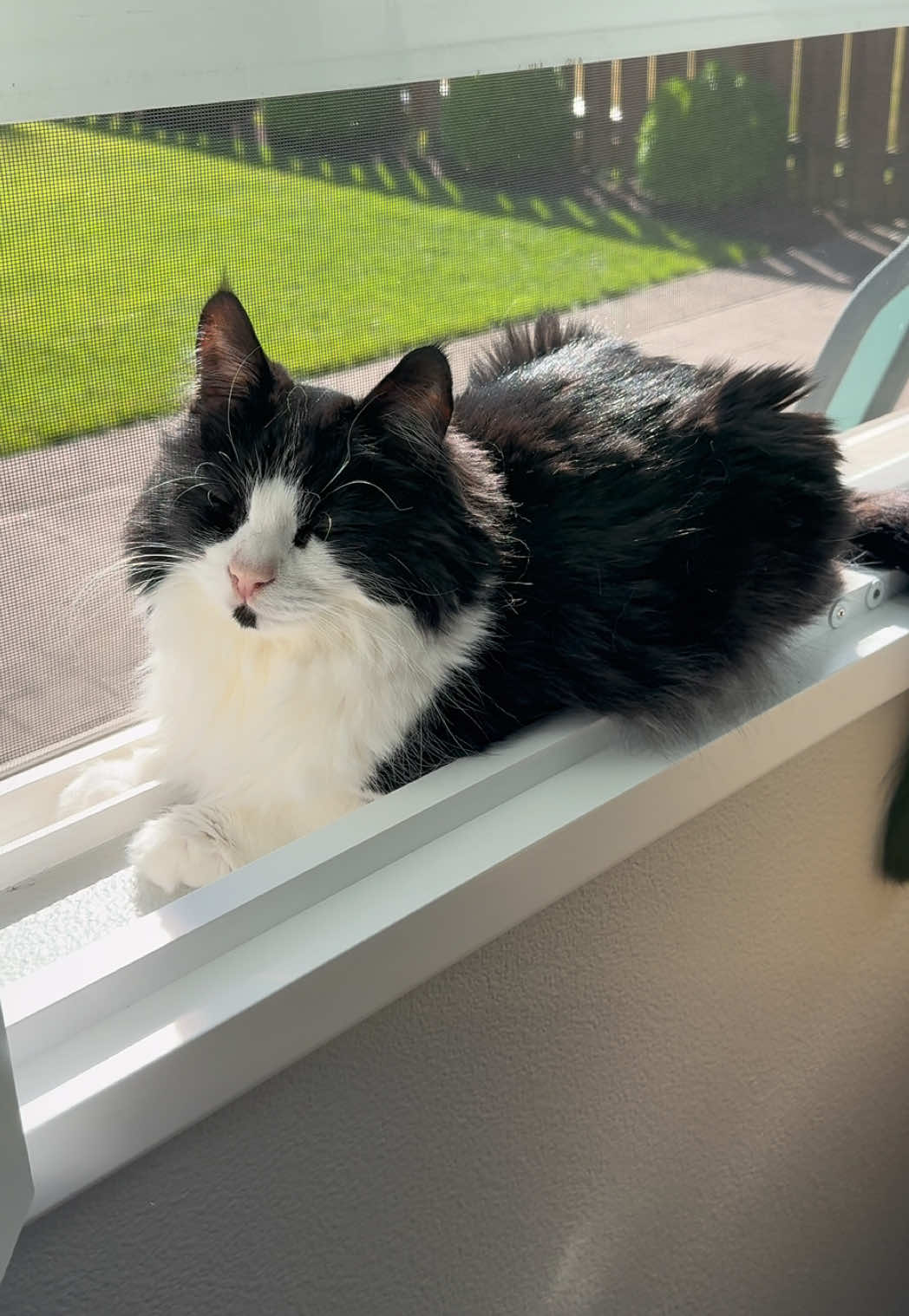 @furtastic4cats