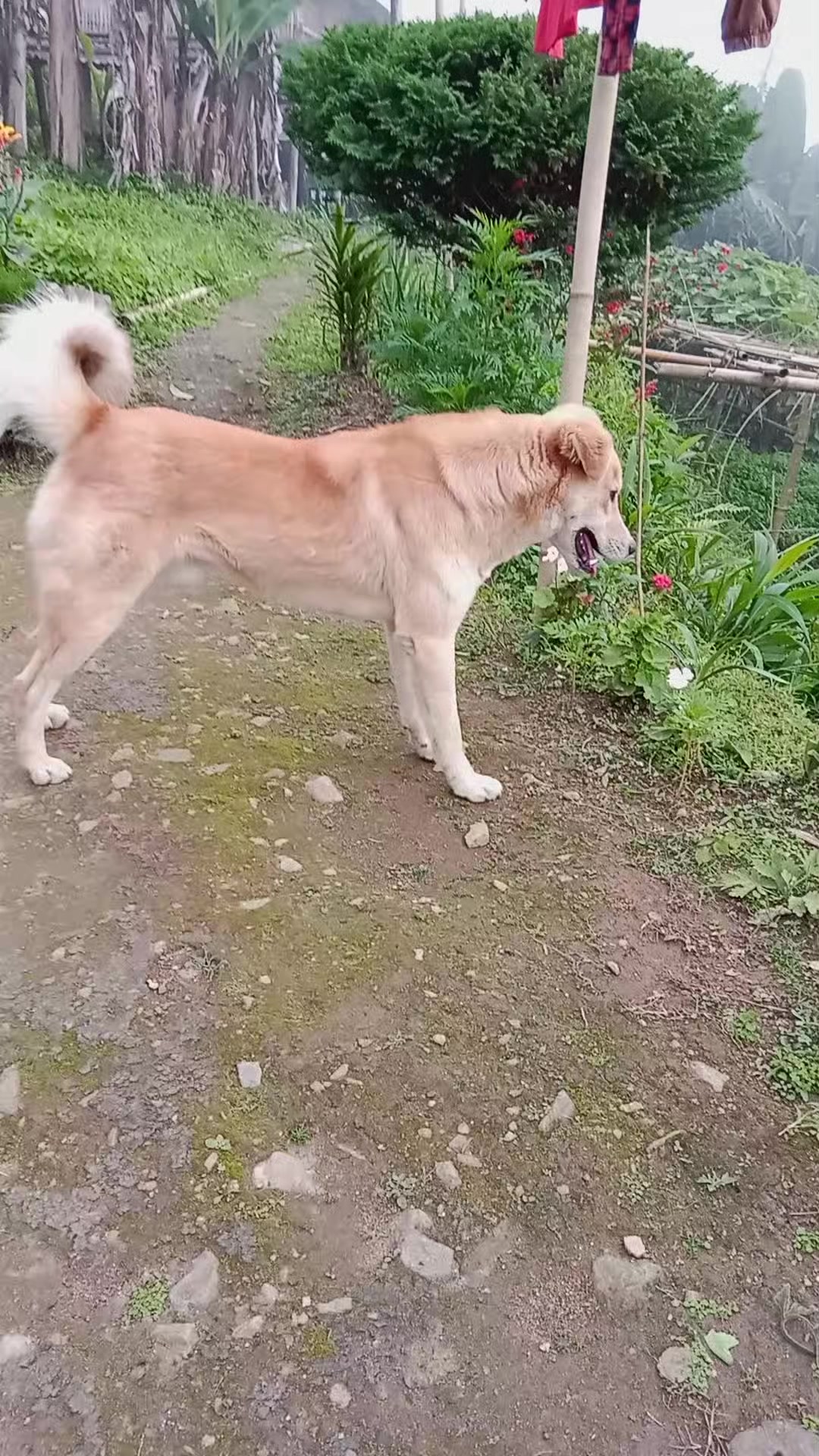 @भारद्वाज