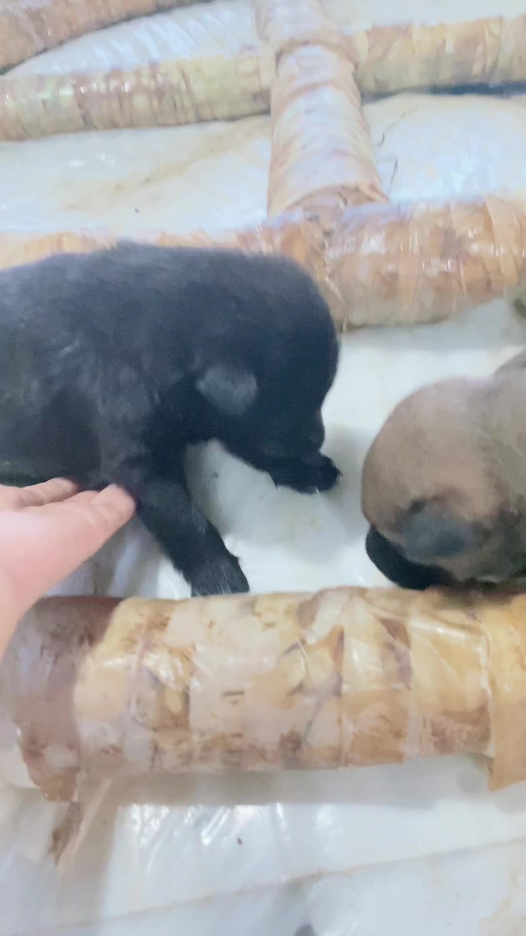 @ຊາໄທ🥴ບໍ່ໃສ່ໄຂ່ມຸກ🥰