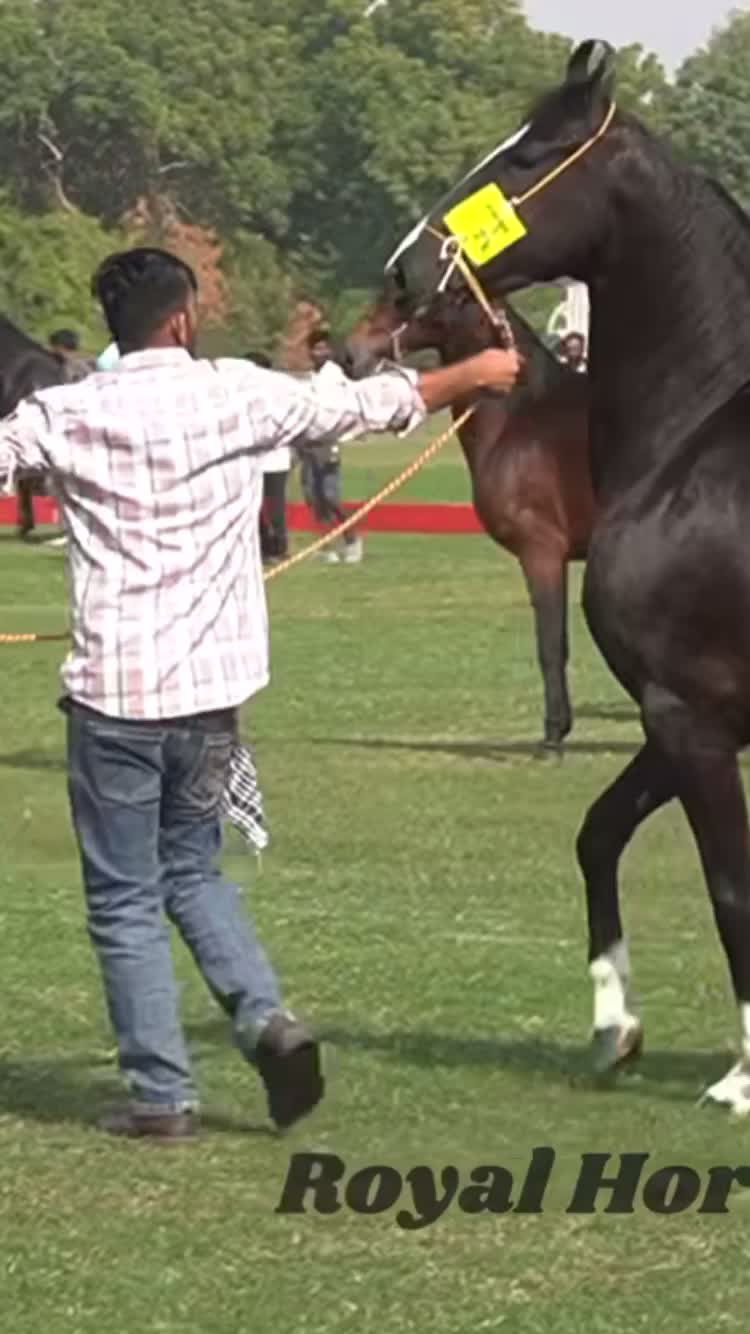 @شوق۔ پنجاب دا🐴🐴