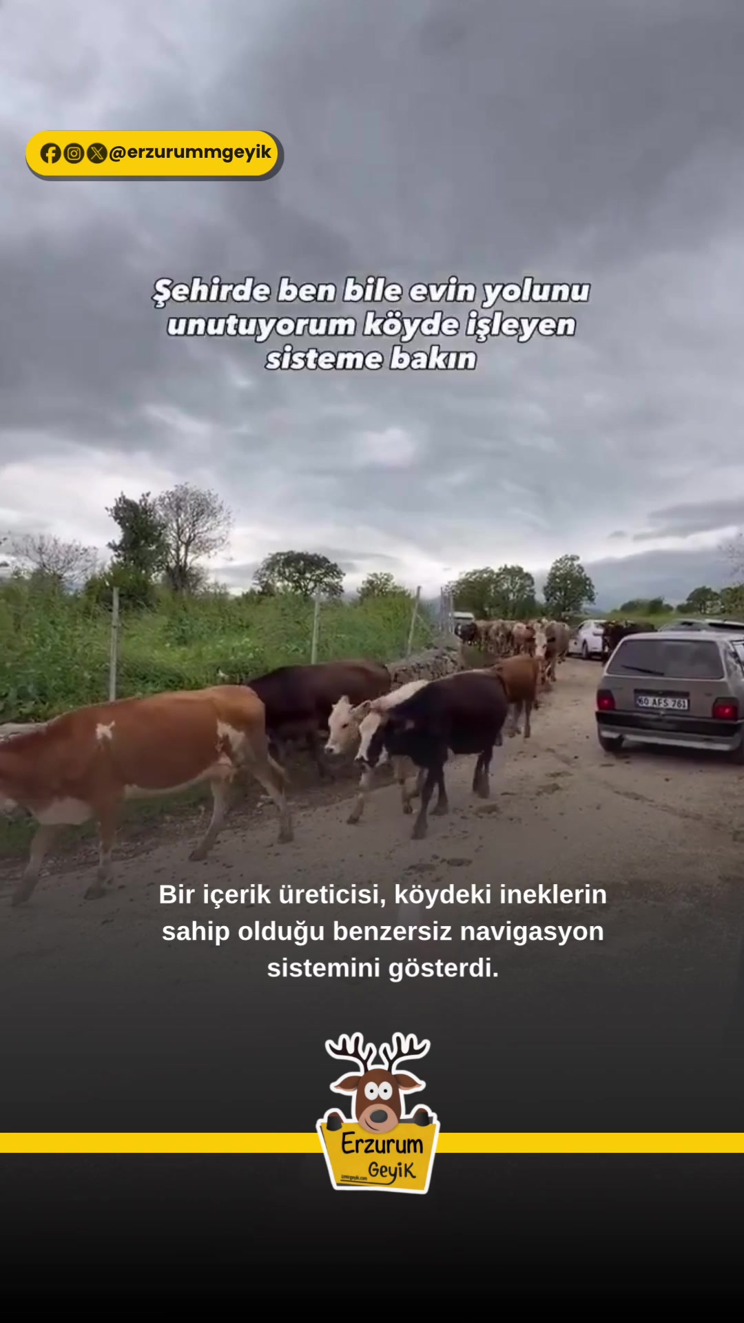 @Muğla Geyik