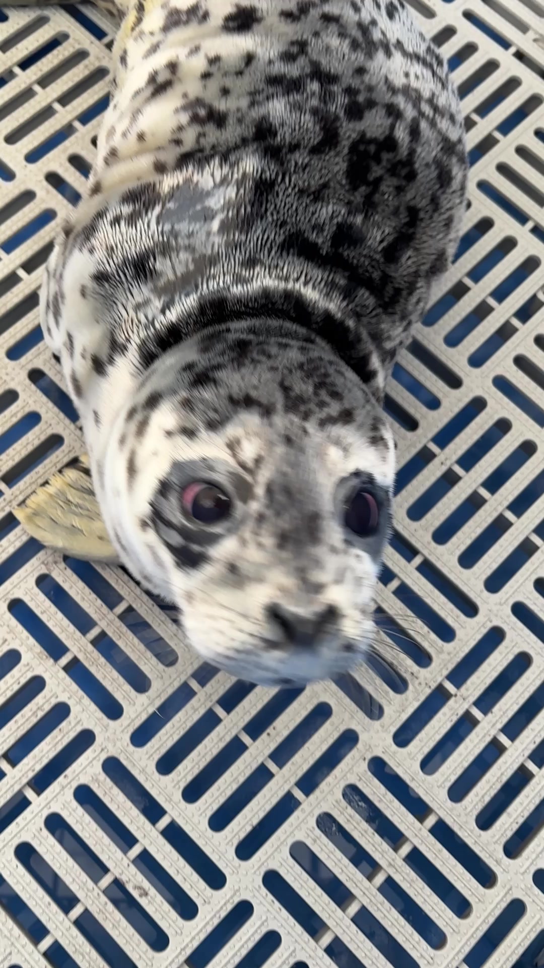 @Marine Mammal Rescue Society