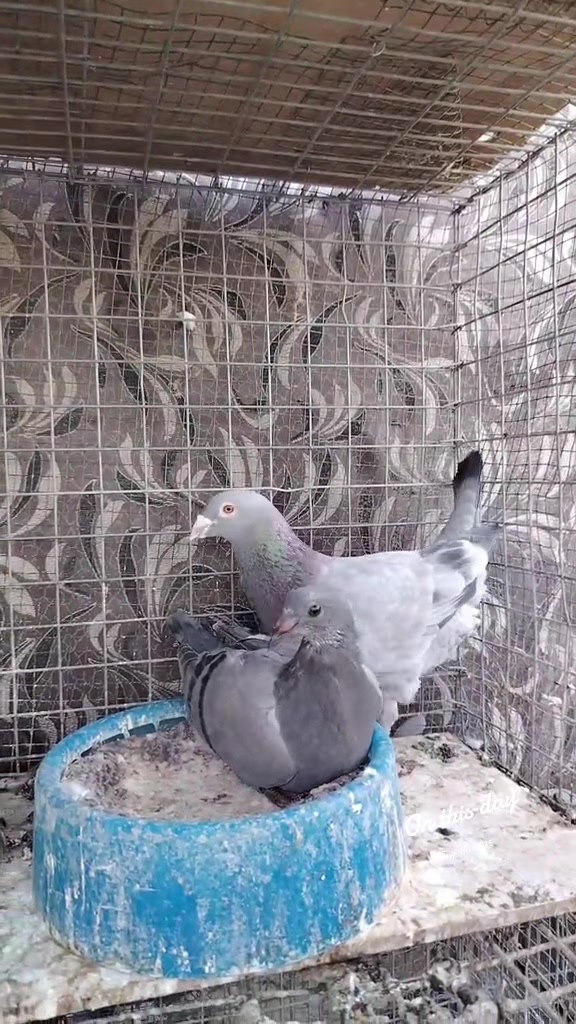 @duhok zajel