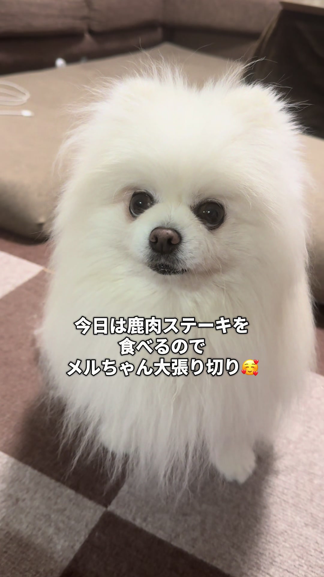 @なべちゃんチ🚐🐶🍊