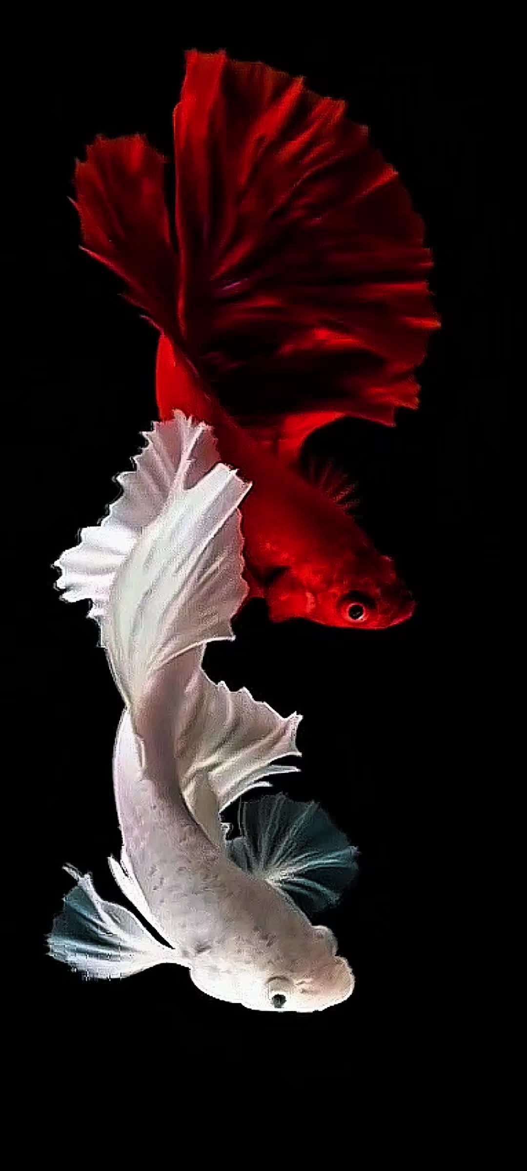 @Live wallpaper