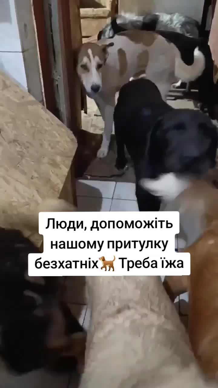 @tvarinkidobra