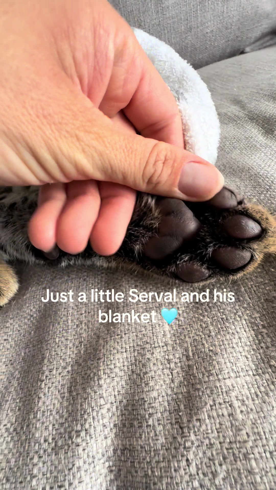 @milo the serval