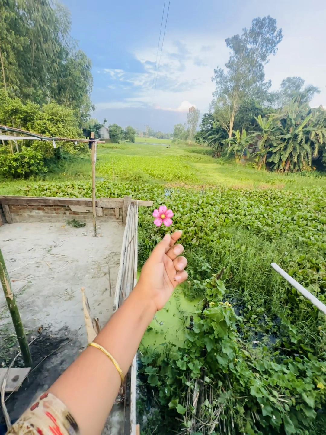 @🕊️