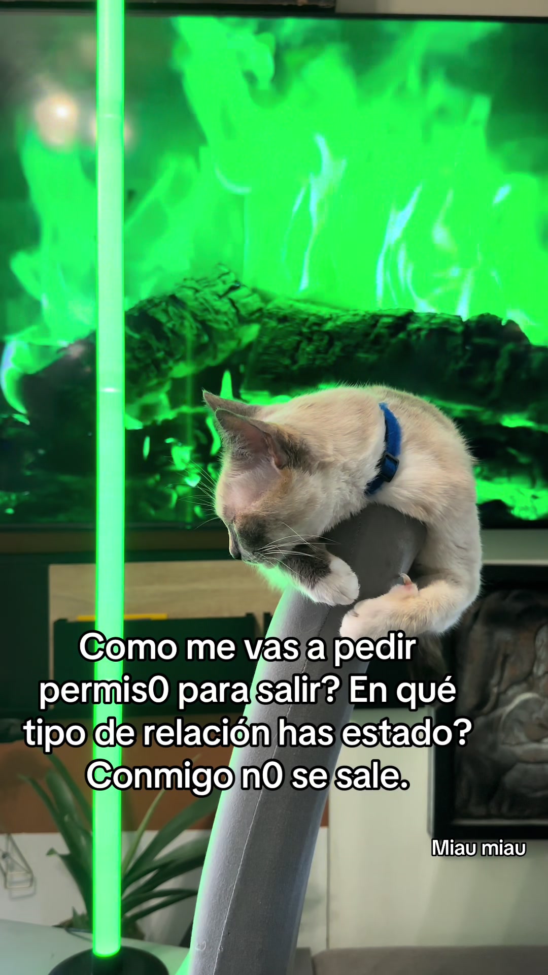 @Rodrigo and Watermelon the cat