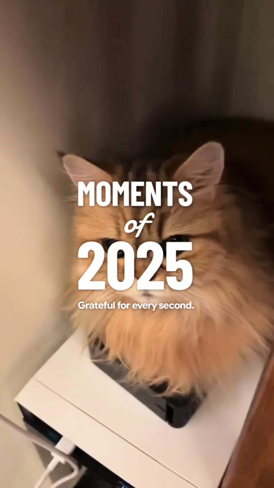 @🦷 Beboo the cat