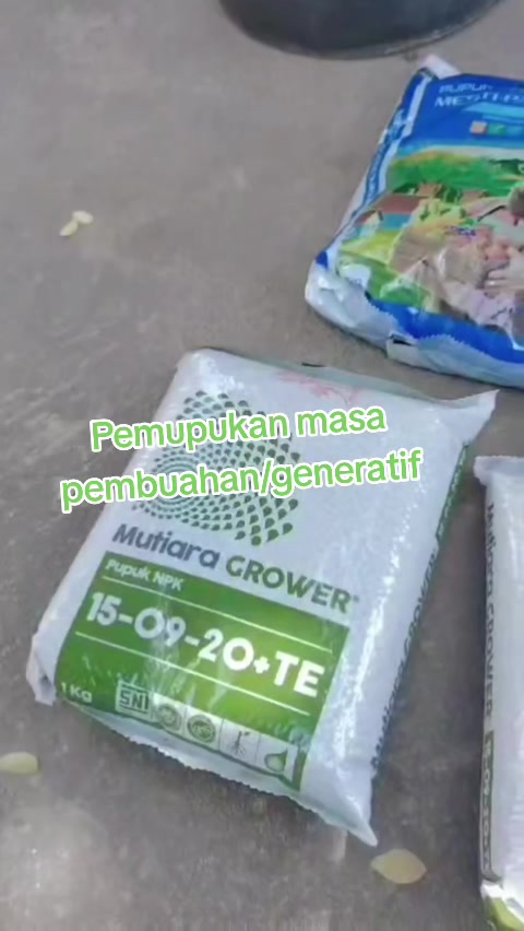 @Bibit khusus samarinda