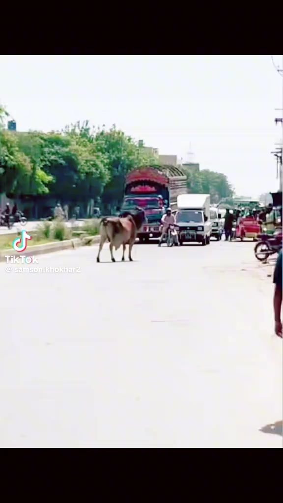 @👑Malik Naveed 😈🤬