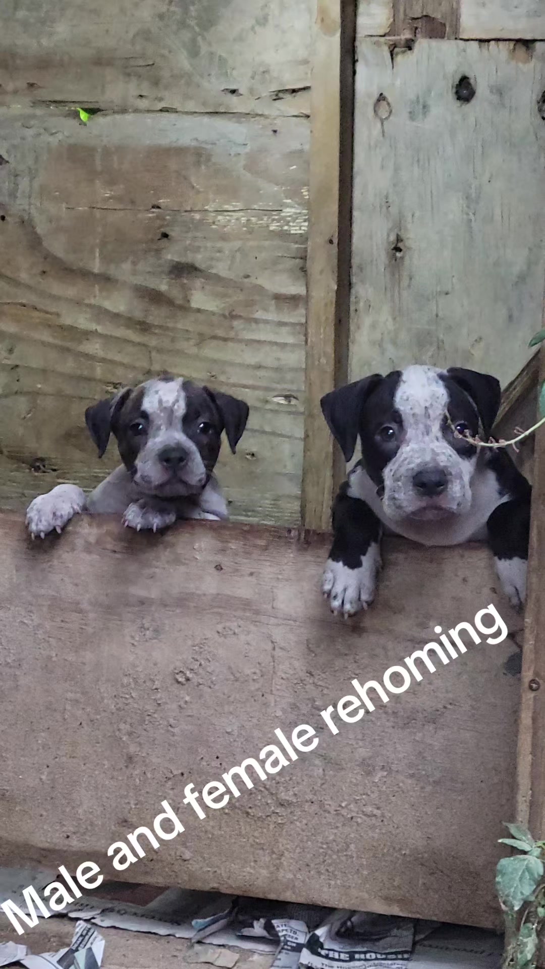 @machinesquad kennel