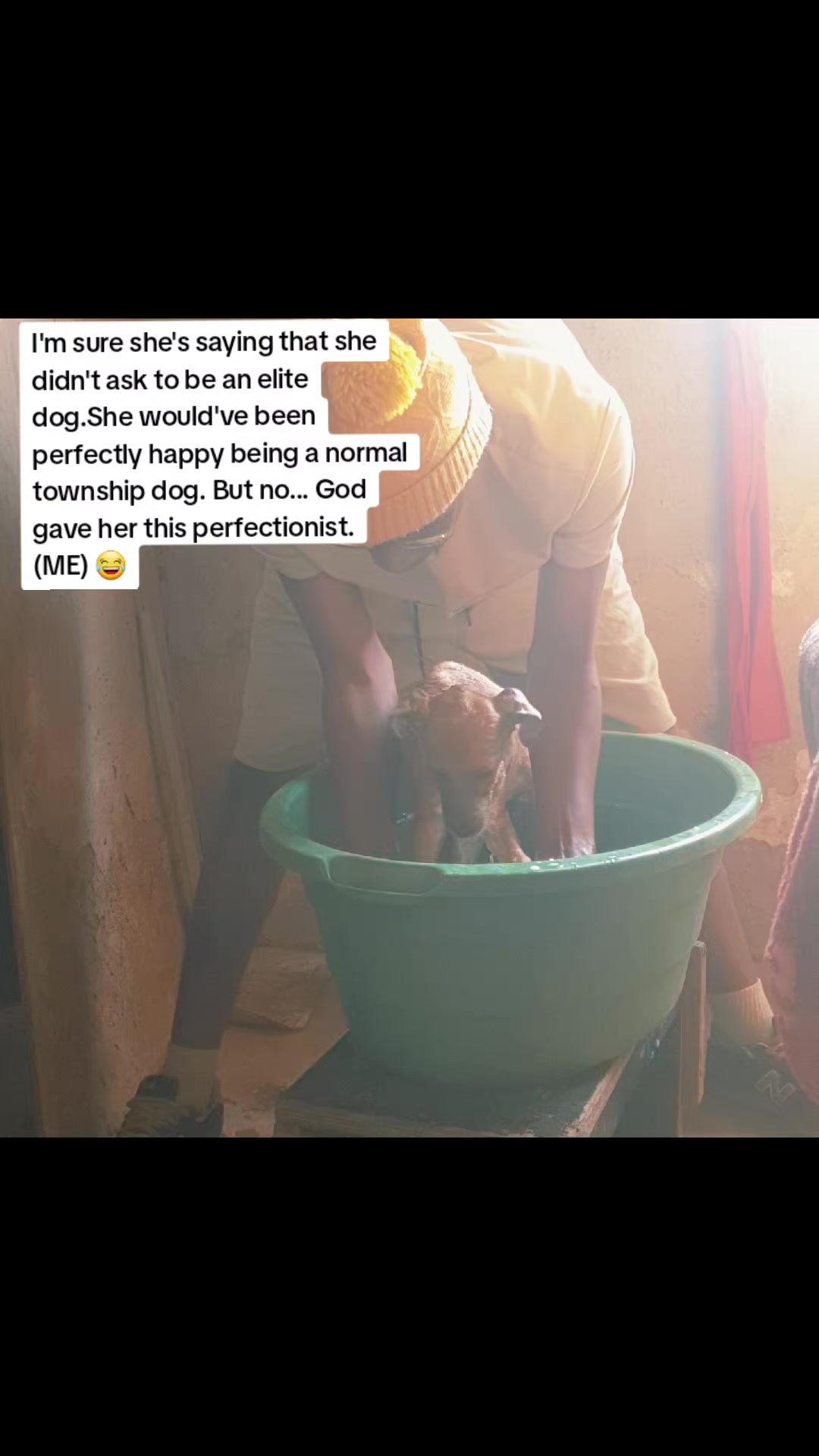 @LifeWithSummerAndShepherd