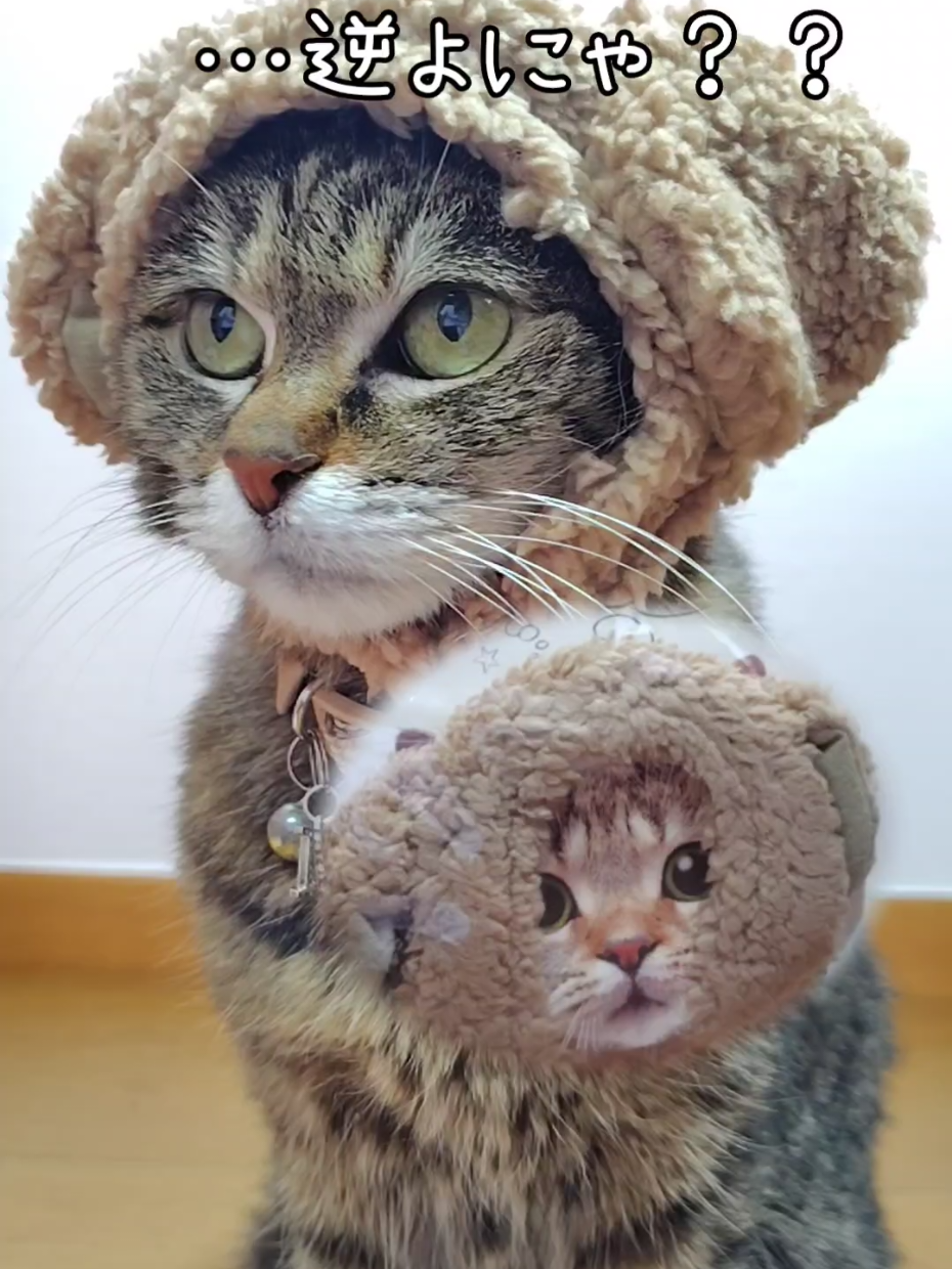 @ようちゃんAnimalPetTV
