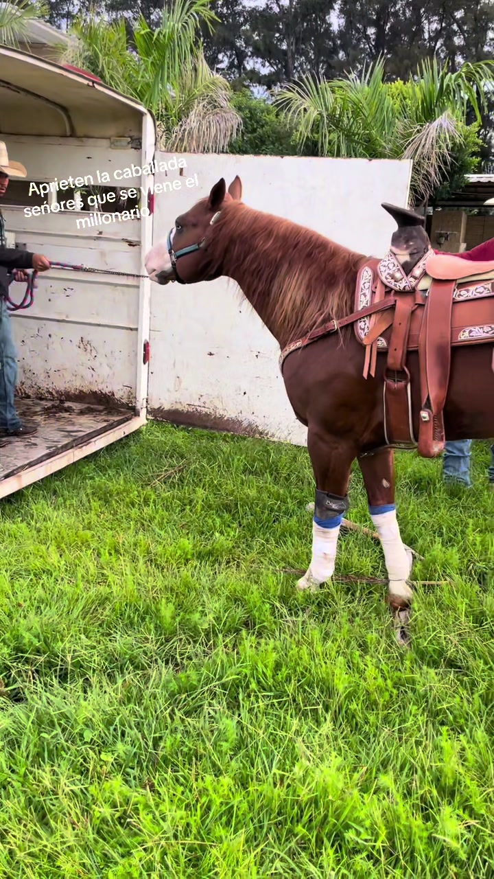 @Chivofeliz