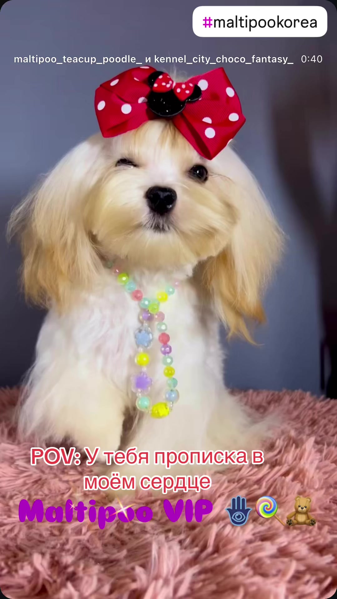 @Yorkie Maltipoo ShihTzu Teddy