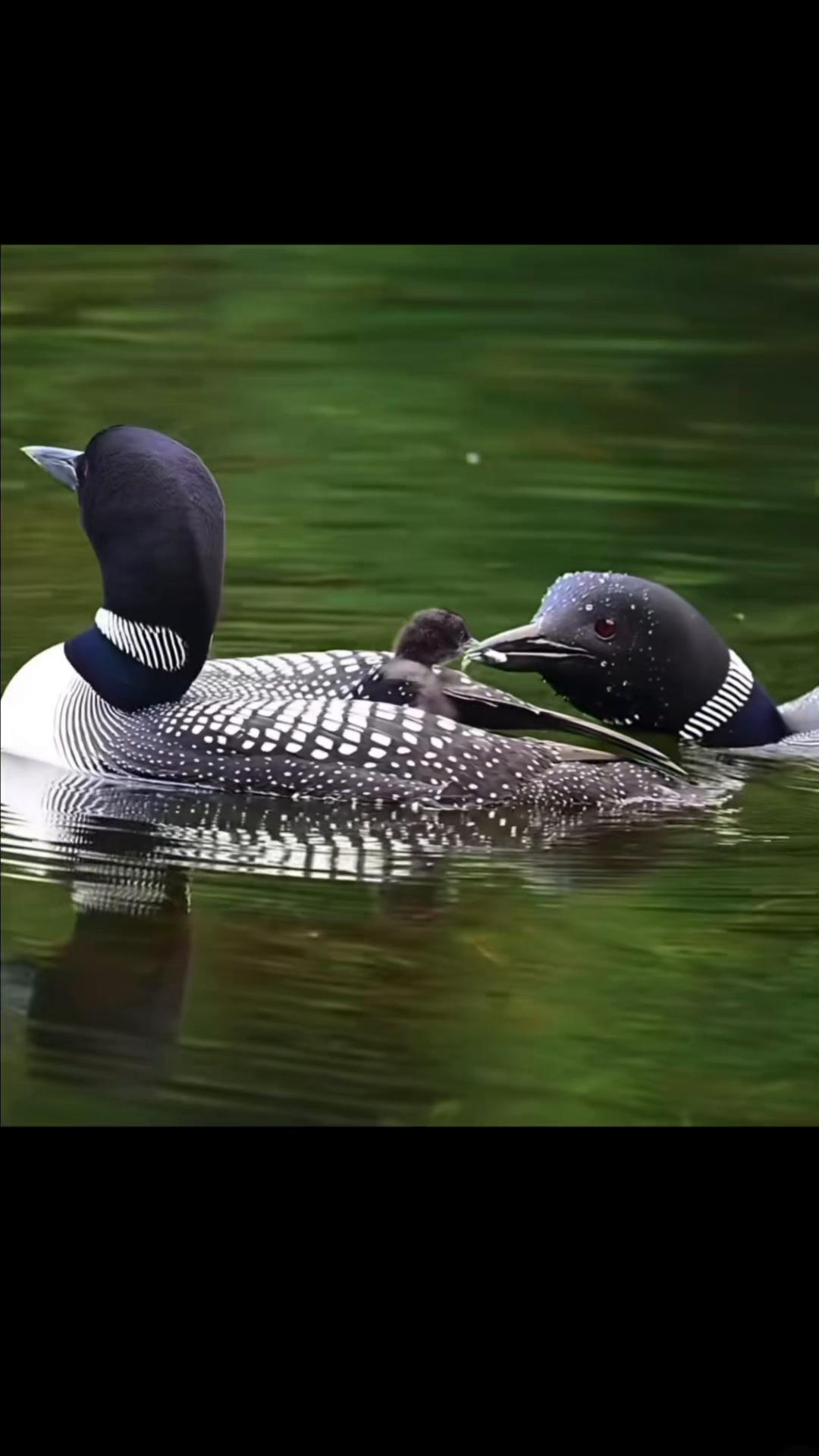 @My Daily Dose of Aww