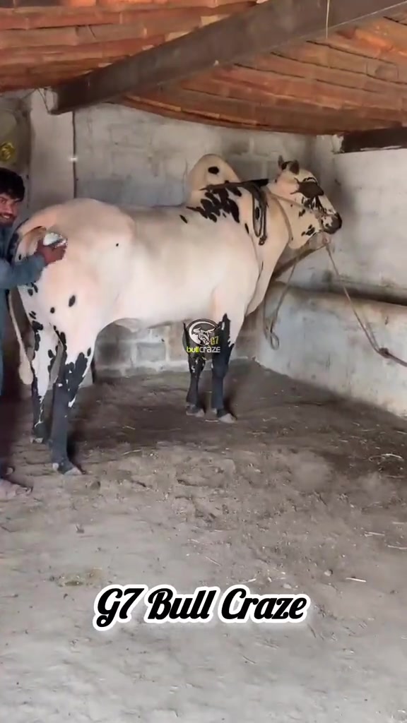 @G7 BULL CRAZE