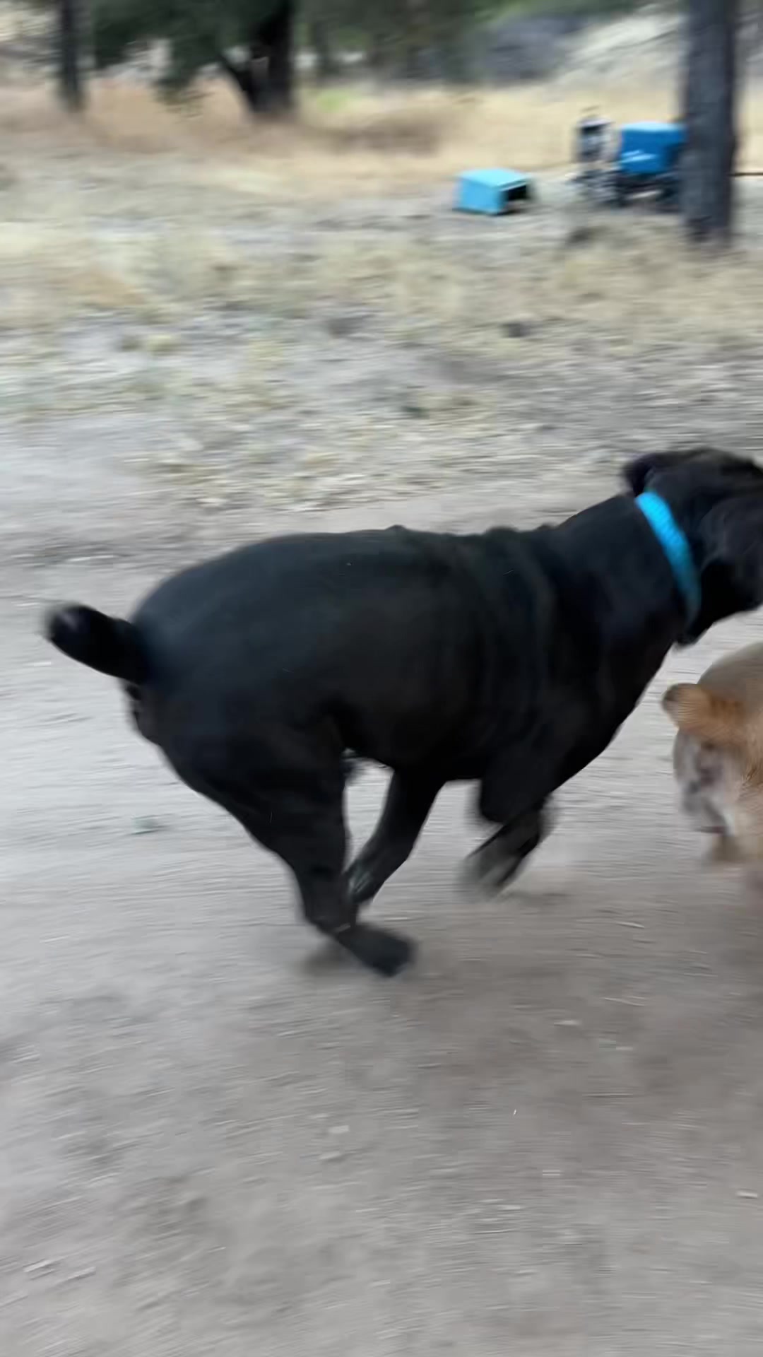 @Bigfoot Boerboels