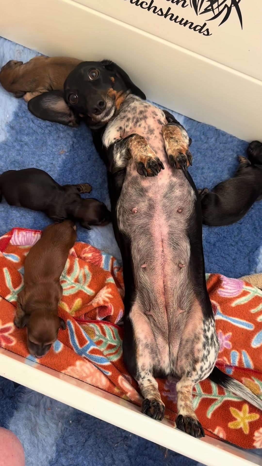 @ONATAH Dachshunds
