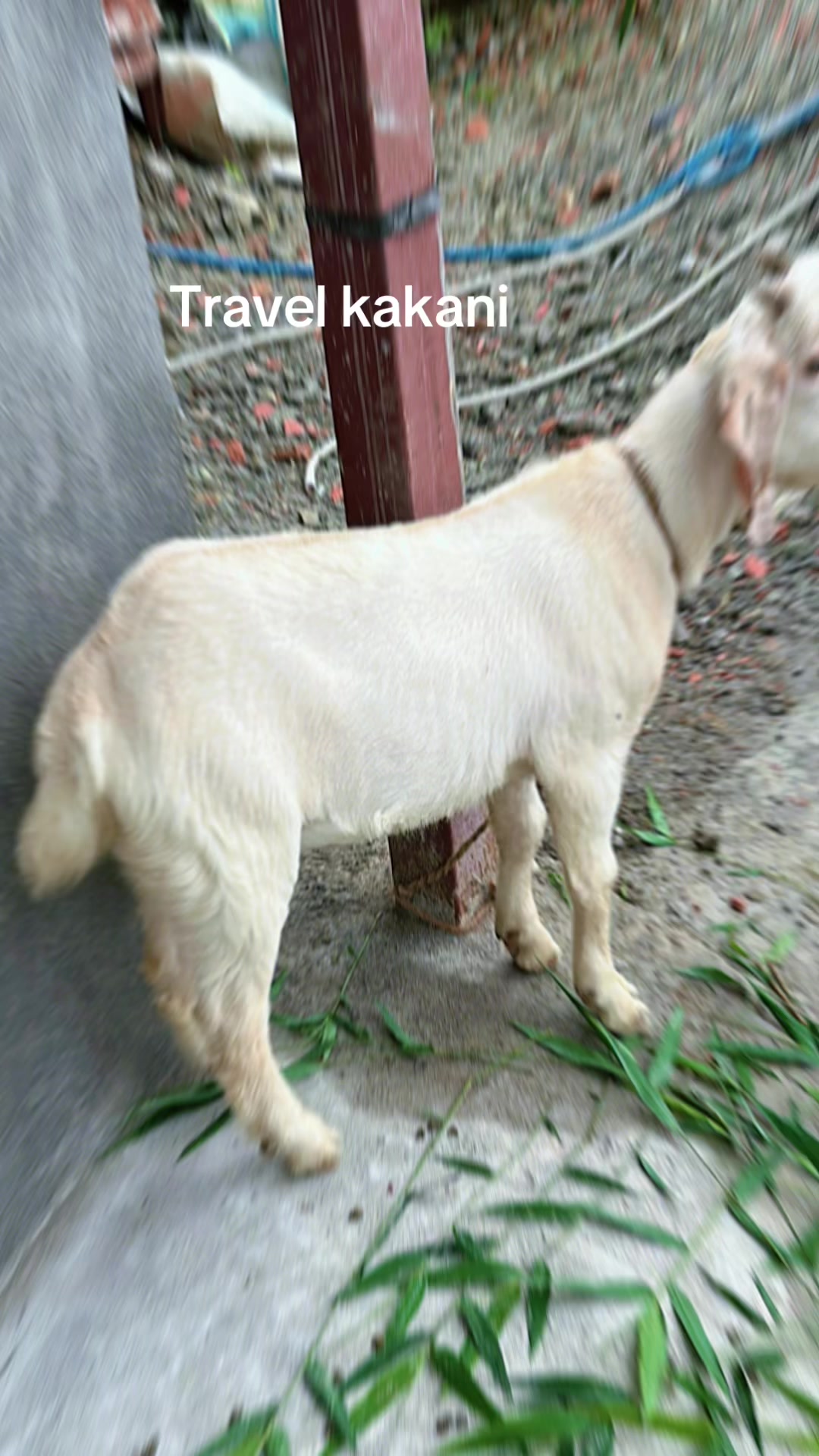 @Sailendra Regmi