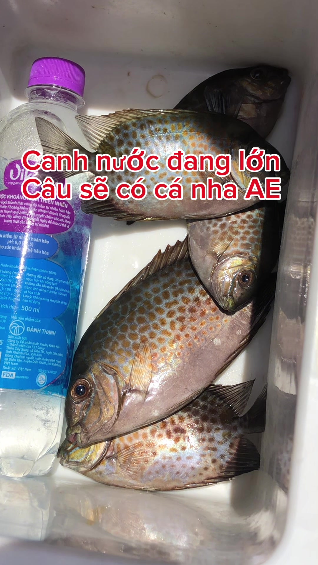 @c&acirc;u c&aacute; Nha Trang