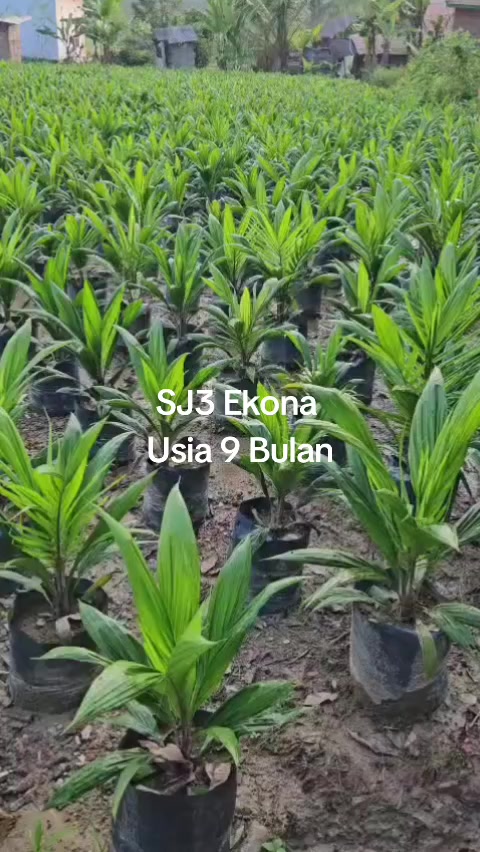 @BOS SAWIT