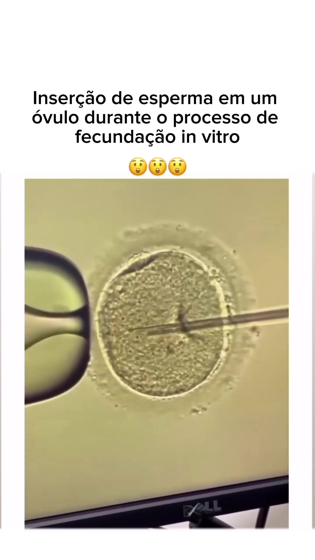 @mundomicrobr