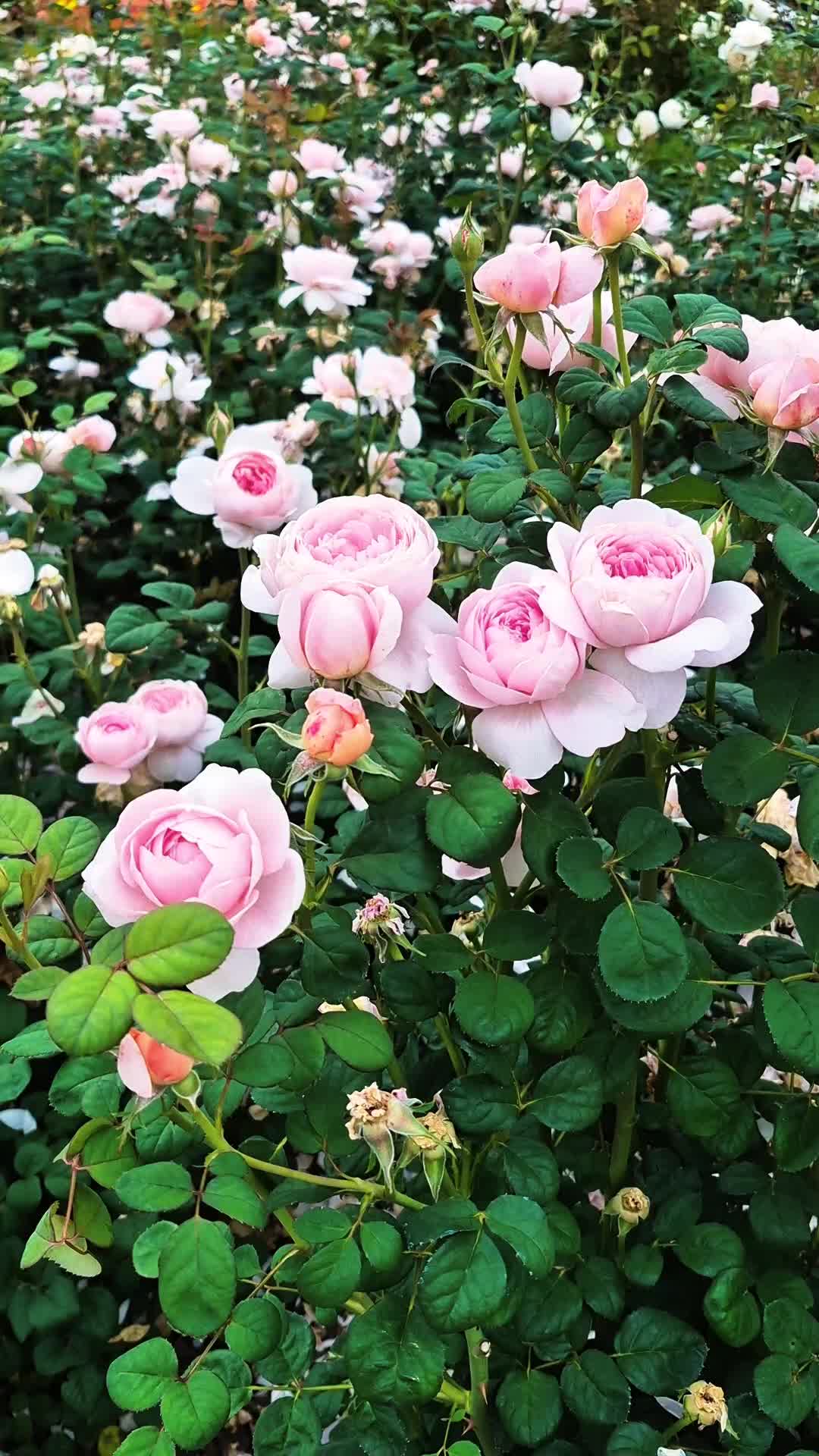 @캔디