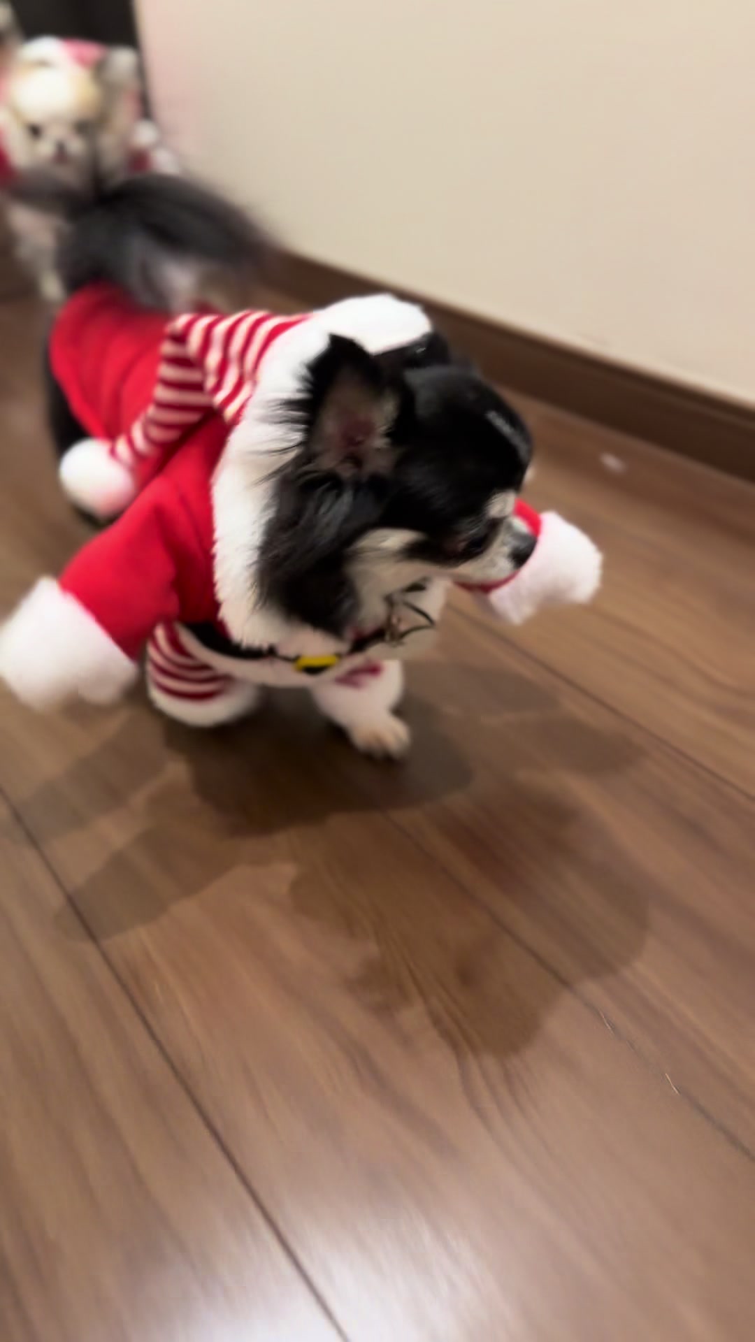@極悪チワワ
