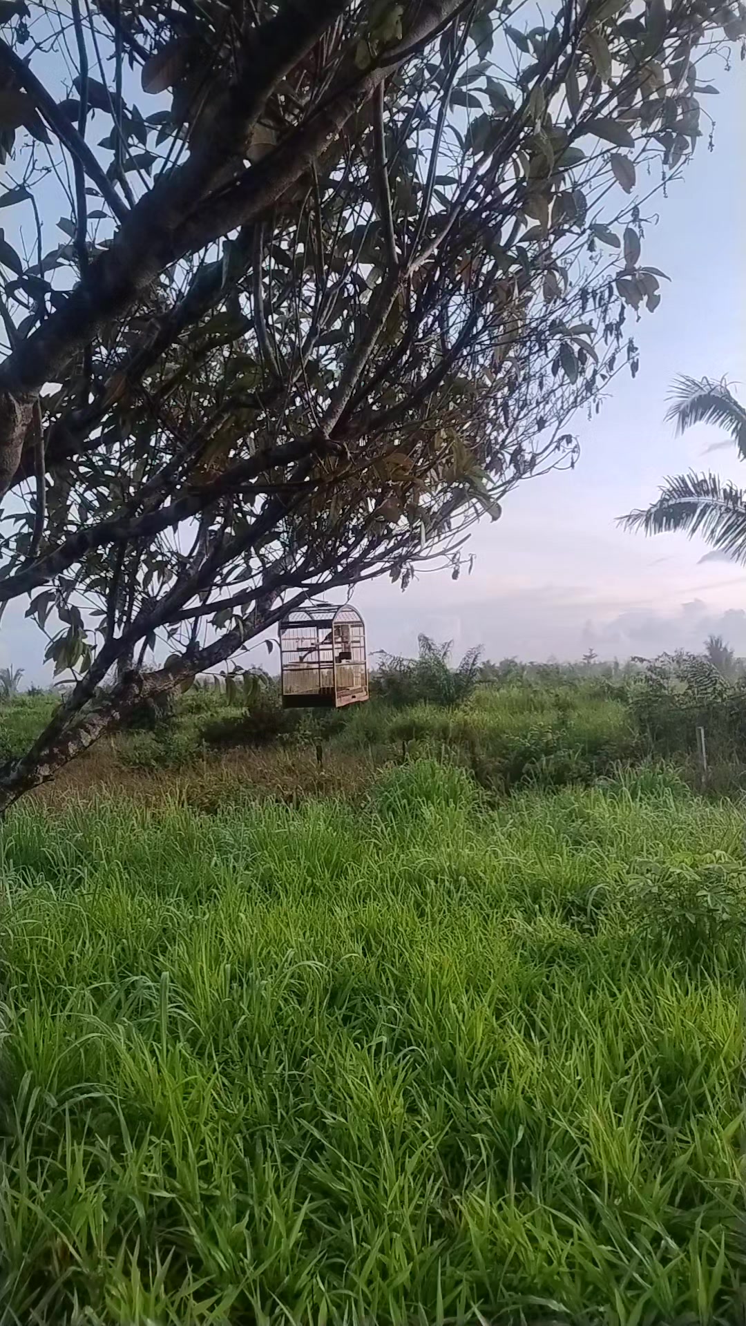 @Vivência de Passarinho