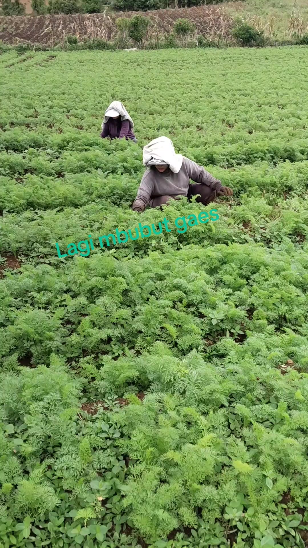 @Santa Lingga