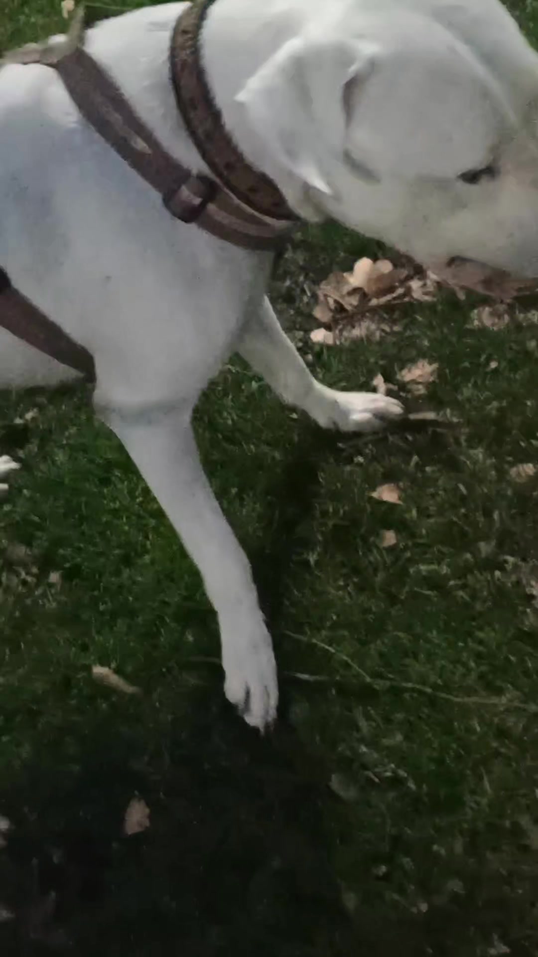 @Flor&Tango Dogo Argentino 🇦🇷