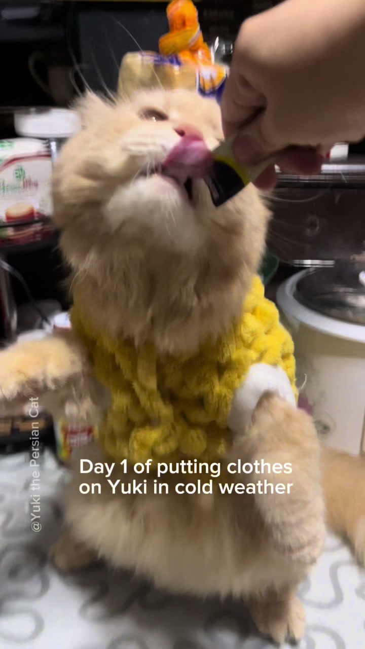@Yuki the Persian Cat