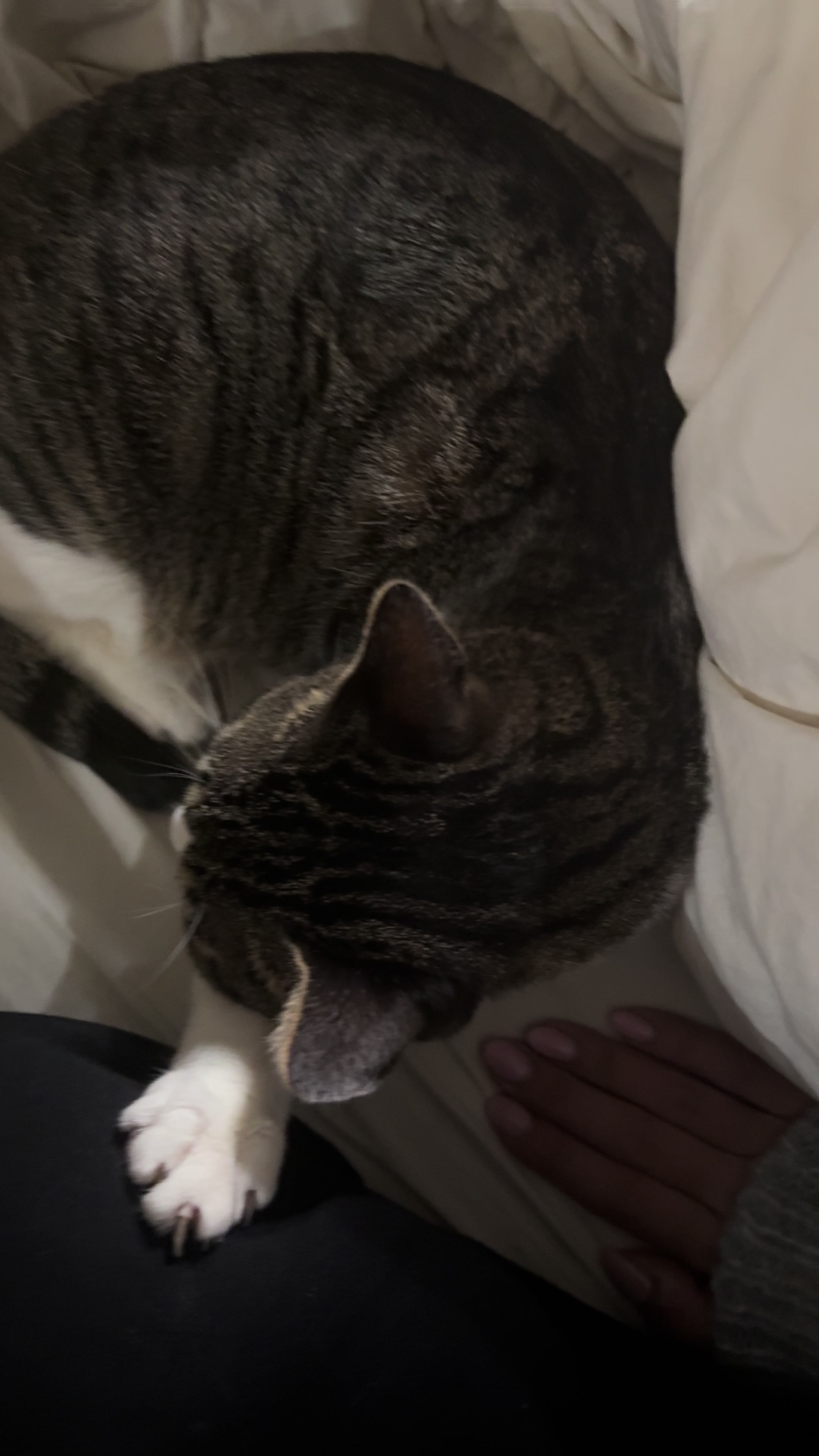 @MimitheNapcat