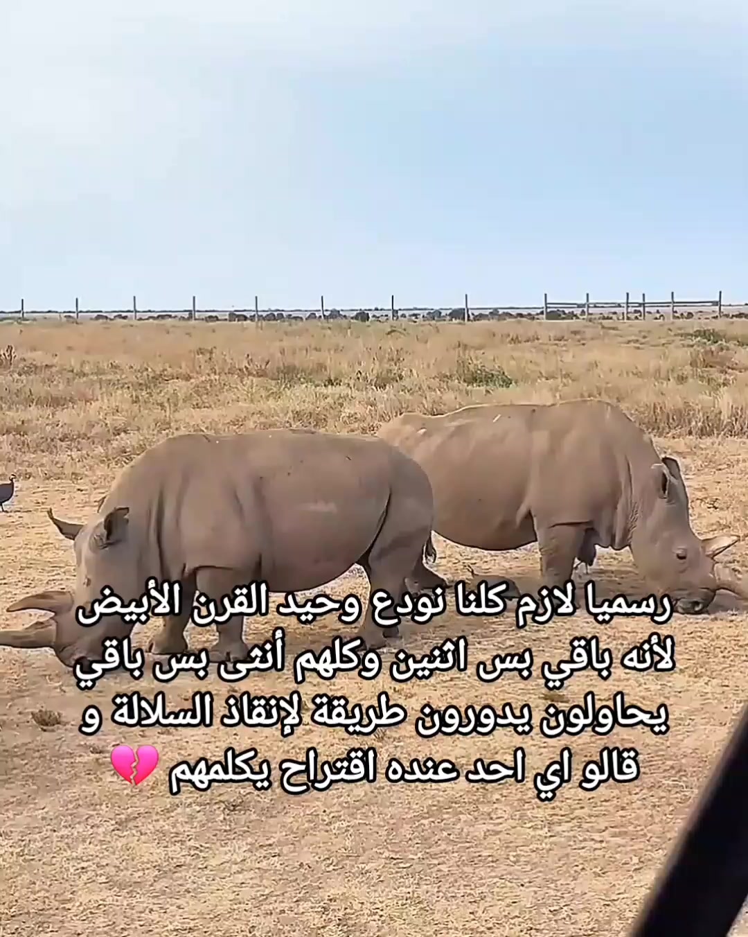 @kamilia rekik