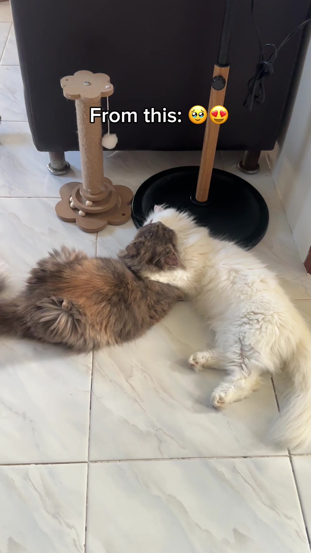 @Chloe & Casper 🐾